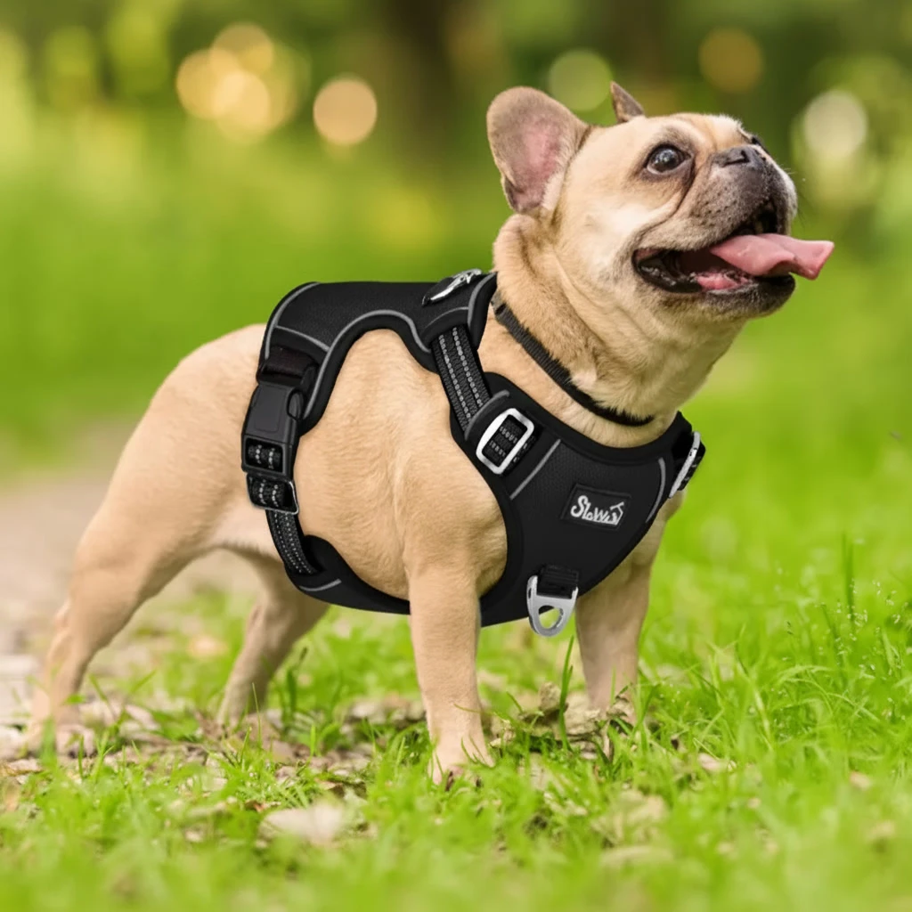 Bulldog francés usando el arnés de pecho doble clip en un parque